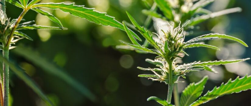 Cannabigerol: Fordelene ved cannabis' mest glemte cannabinoid