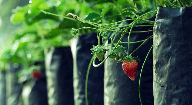 Jordbærplanter: Hvordan du forlænger deres levetid