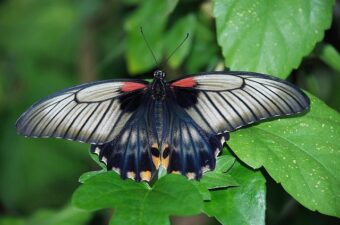 Fra larve til smuk rørbukker: En fascinerende metamorfose