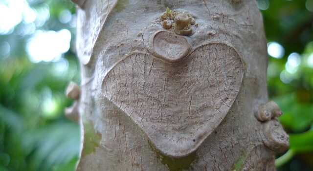 Fra træ til hjerte: En dybdegående undersøgelse af hjertetræets symbolik