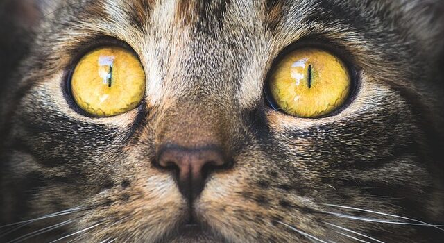 Kattetræets fordele: Hvorfor det er essentielt for din kats trivsel