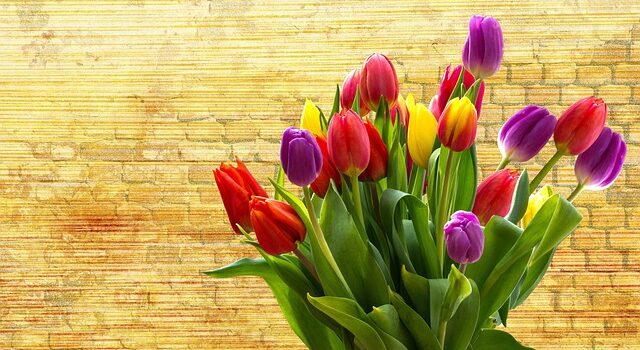 Sådan opbevarer du tulipanløg efter blomstringen