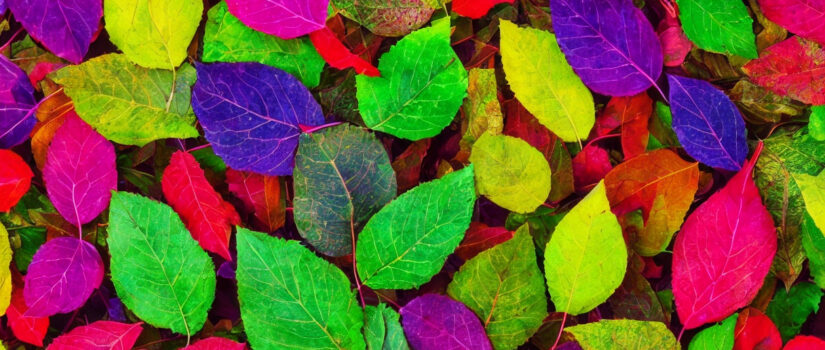 Paletbladets farverige verden: En guide til forskellige sorter